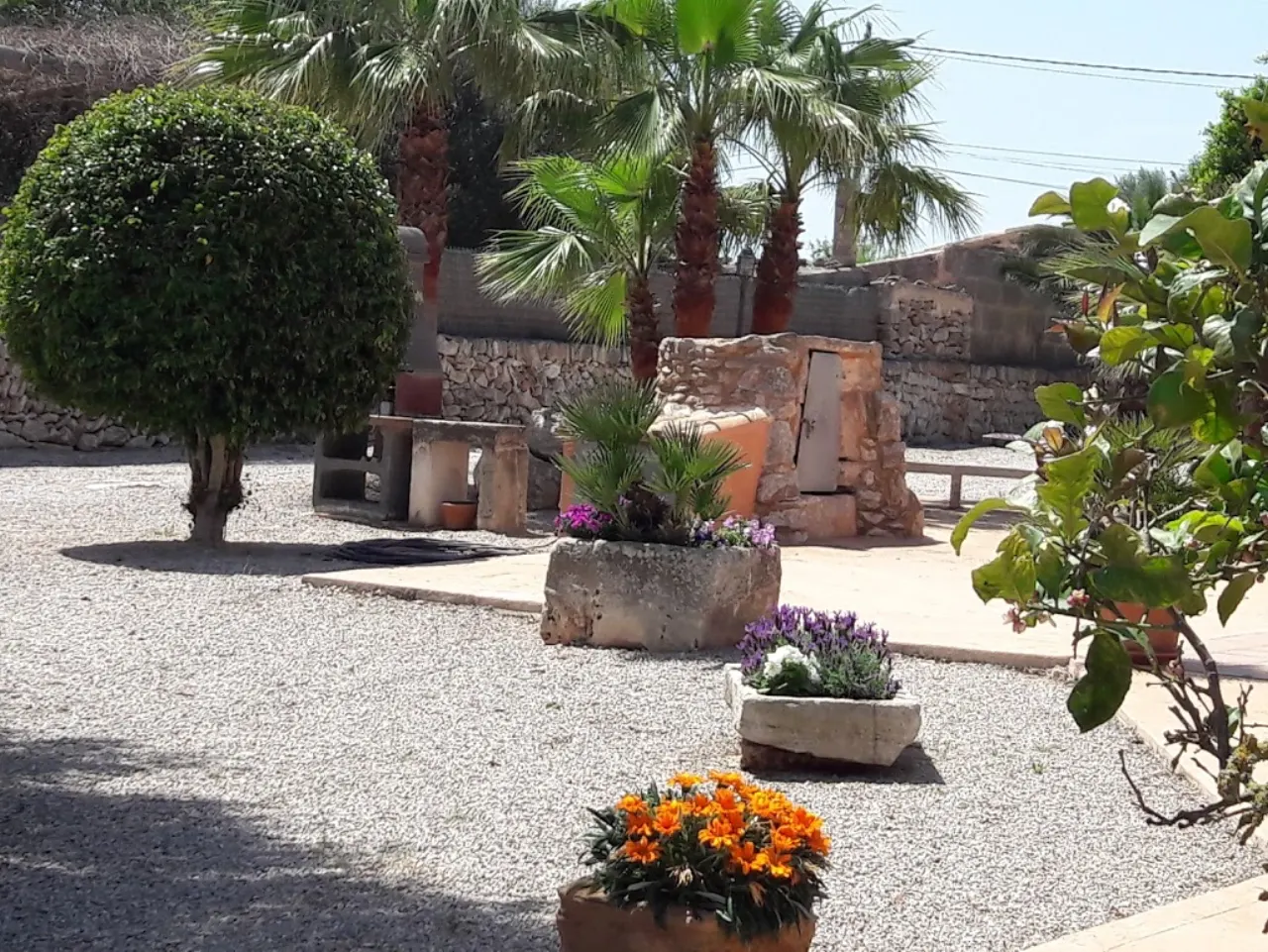 A garden corner with a clipped bay, gravel and old stone troughs replanted with lavender and marigold